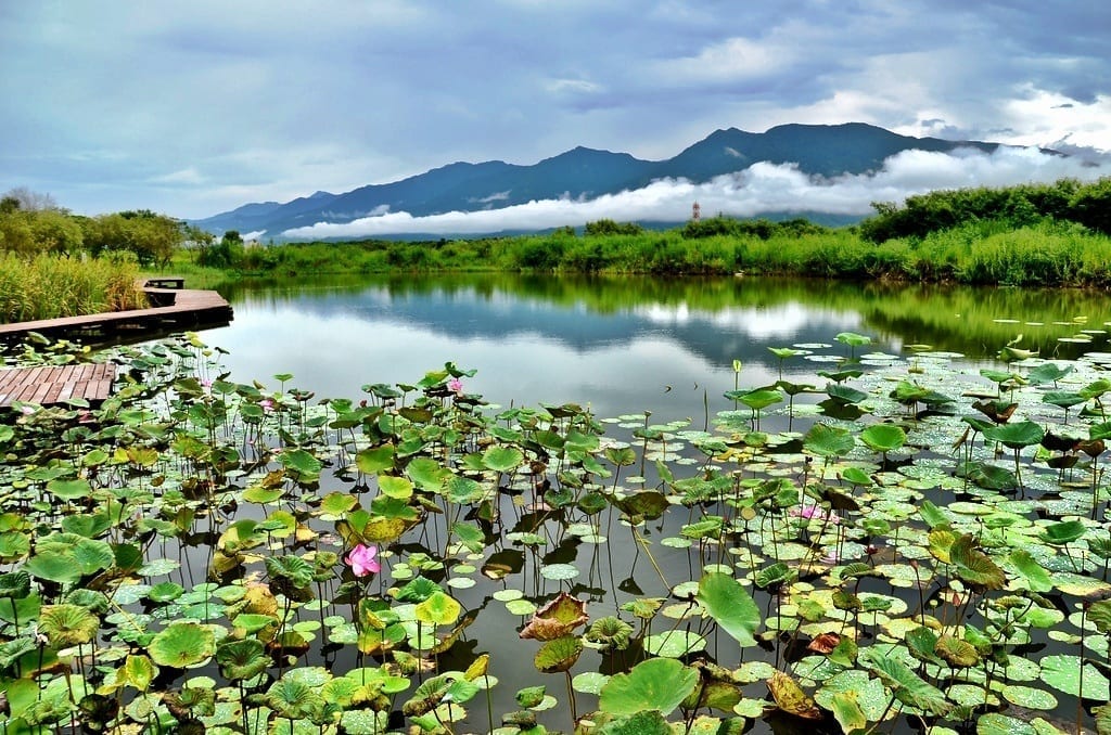 Taiwan Rice Paddies