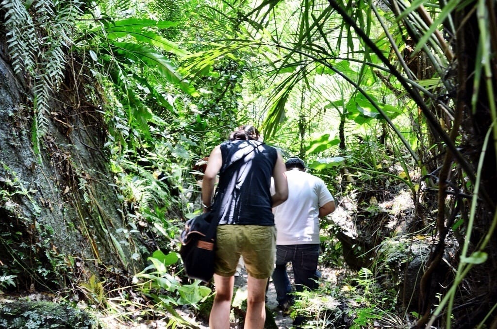 Taiwan jungle